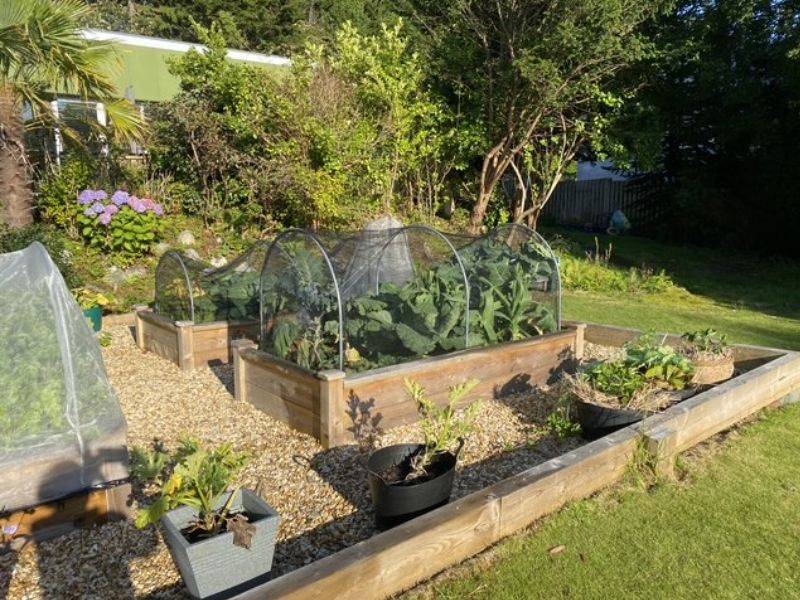 In the Garden With Kathy Edwards Blog 5